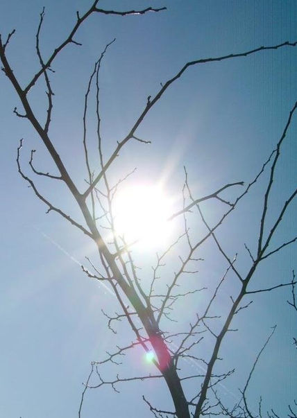 Sol entre ramas