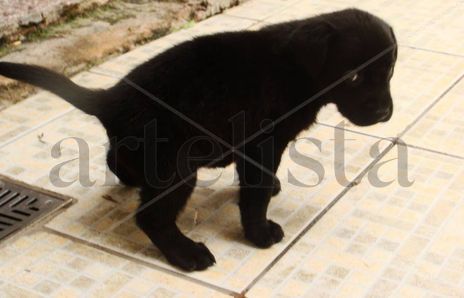 La negra meando