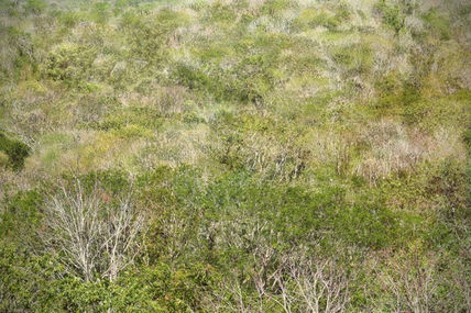 Selva baja