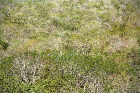 Selva baja