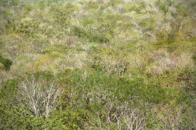 Selva baja