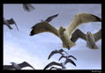 Gaviota