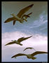 Gaviotas