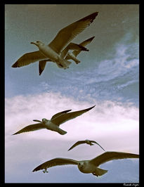 Gaviotas