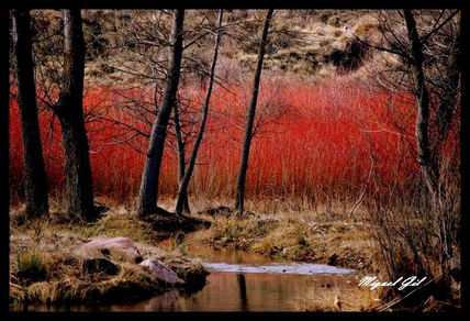 Entre colores