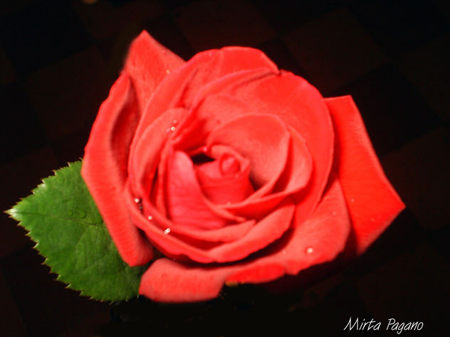 Rosa 14