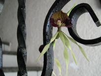 Orquidea