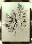 Herbario 1 (Papel salado)
