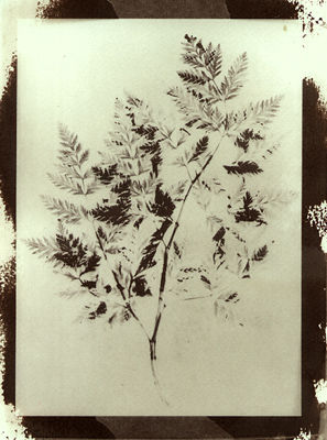 Herbario 1 (Papel salado)