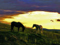 caballos