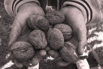 Que ricas nueces