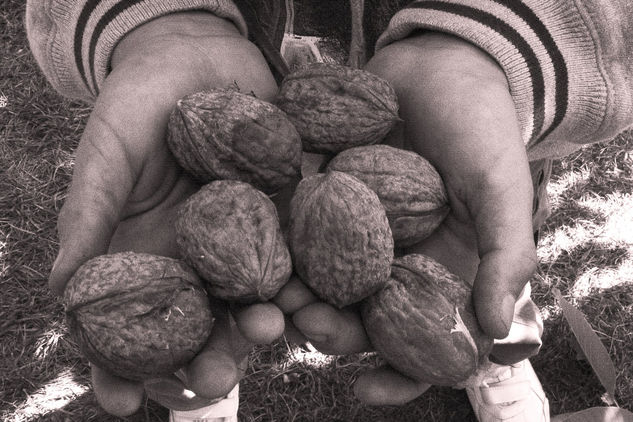 Que ricas nueces 