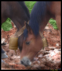 Caballos en Abiada