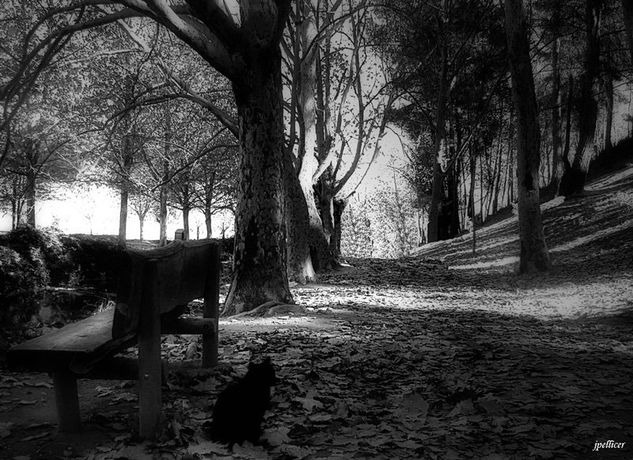 Paseos en blanco y negro Nature Black and White (Digital)