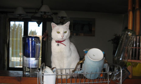 fotos de mis animales preferidos