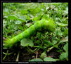 verde   verde