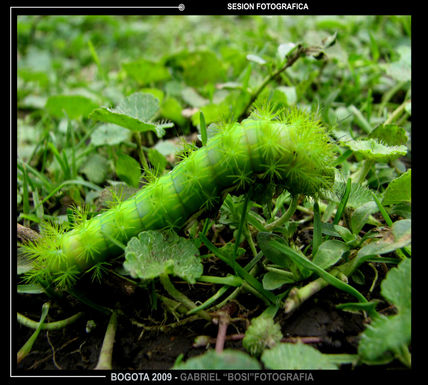 Verde   verde