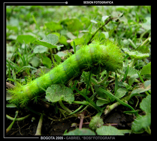 verde   verde
