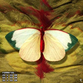 mariposa