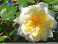Una Maravillosa Rosa Blanca