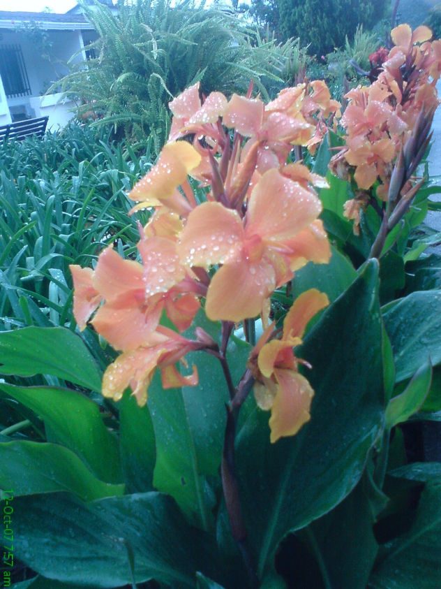 FLORES NARANJAS