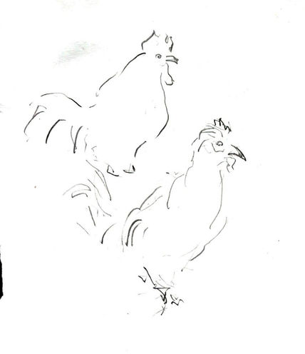 Aves