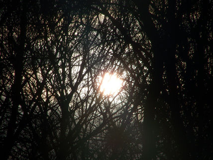 Luz entre ramas