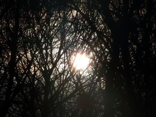 Luz entre ramas