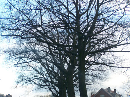Árboles