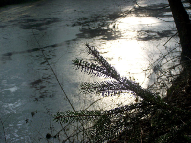 Reflejos Nature Color (Digital)