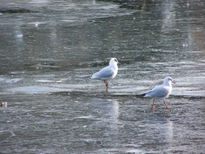 Aves sobre hielo