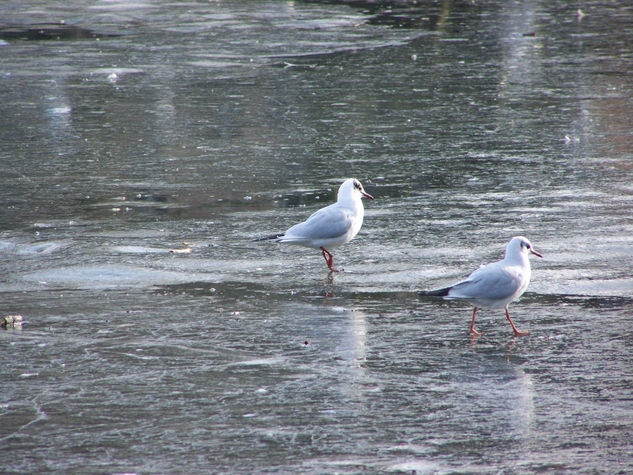 Aves sobre hielo Nature Color (Digital)