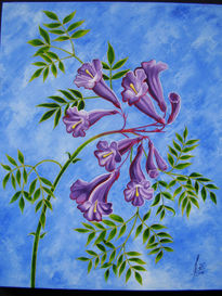 Jacarandá