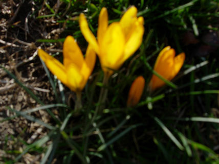 El crocus