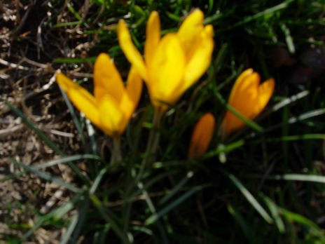 El crocus