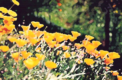 Flores-1