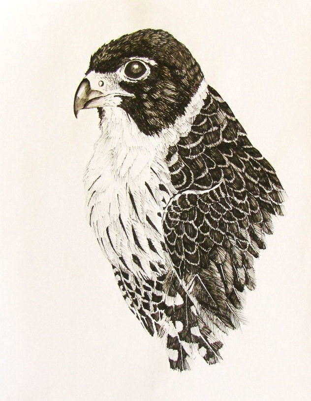 Falco deiroleucus