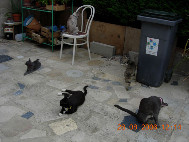 mis seis gatitos