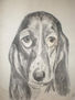 BEETHOVEN ( basset hound)