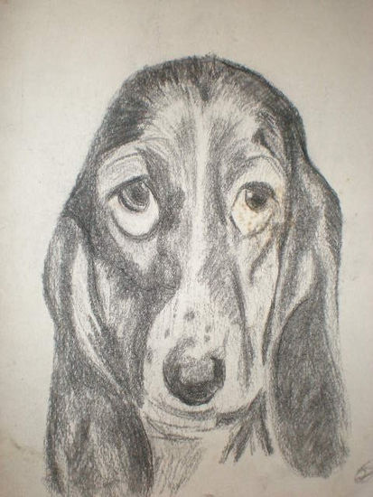 BEETHOVEN ( basset hound) 