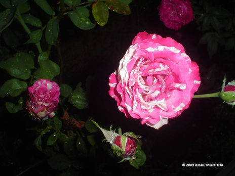 Rosa parda 02
