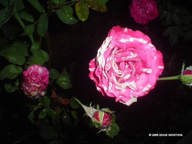 ROSA PARDA 02