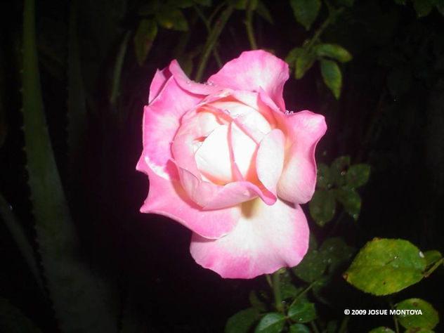 LA REINA DE LAS FLORES 02