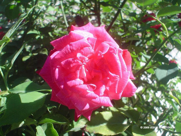 LA REINA DE LAS FLORES 04