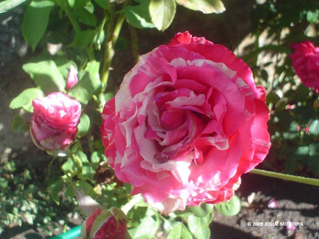 LA REINA DE LAS FLORES 05