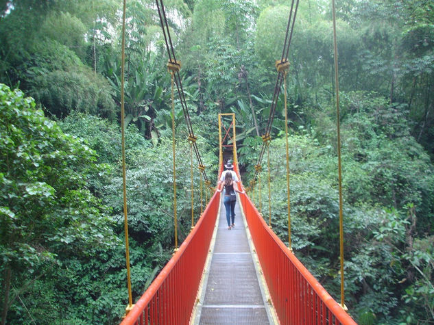 Puente Colgante Naturaleza Color (Digital)