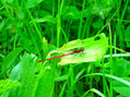 dragon fly