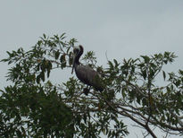 Bird in branches