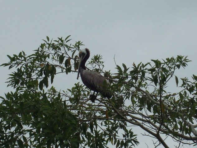 Bird in branches Nature Color (Digital)