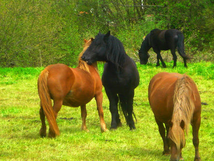 Los caballos 2